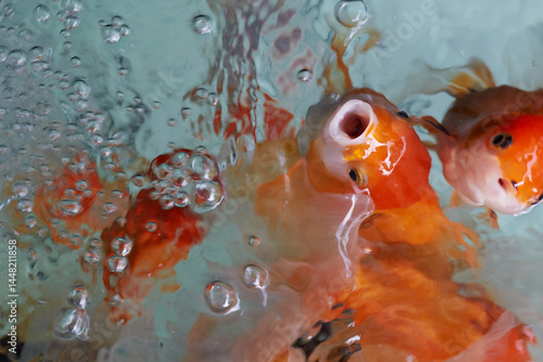 fish in aquarium seen from above