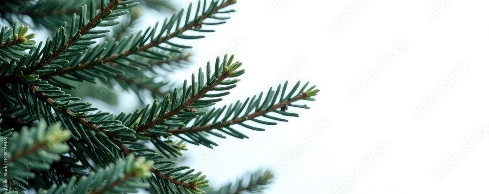 Branches of fir tree isolated on white background, serene, frosty Branches of fir tree isolated on white background, serene, frosty