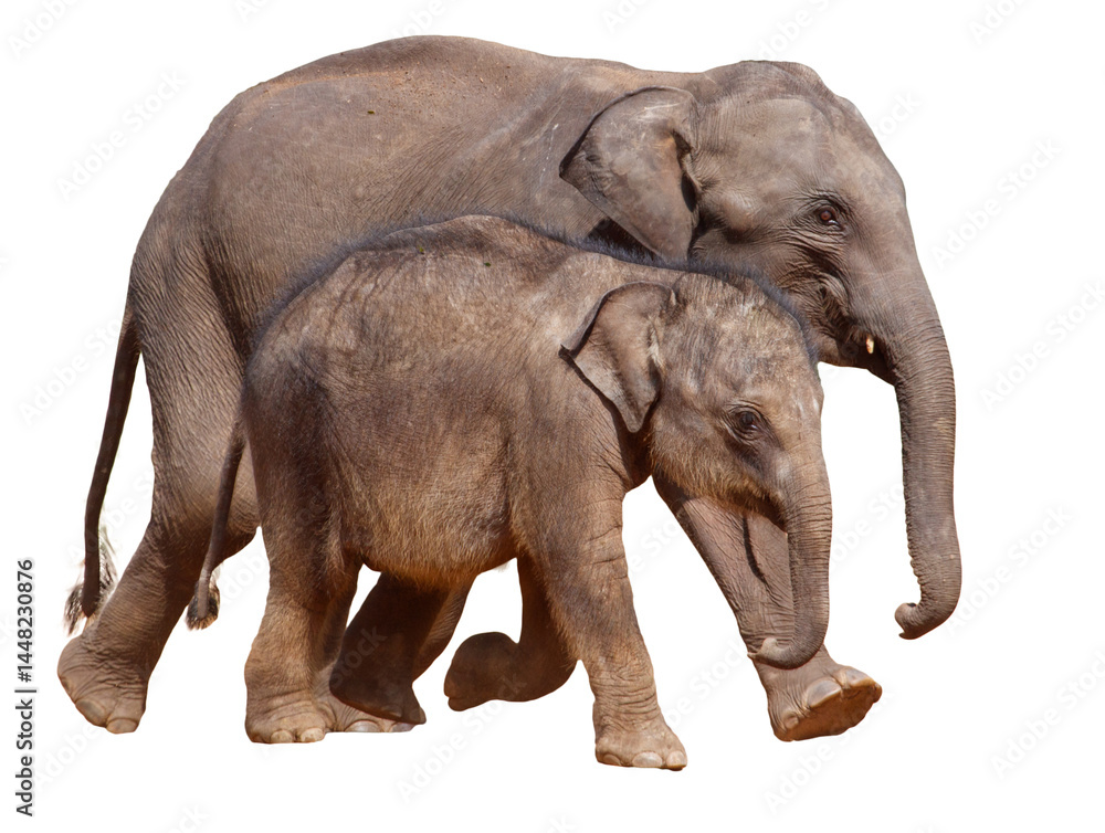 Two elephants walking together on a white background Two elephants walking together on a white background