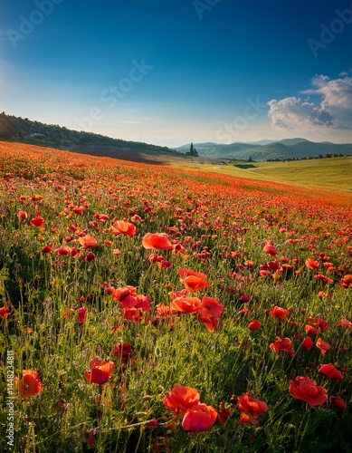 Poppies in the field on a sunny day with blue sky in the countryside. Generated image