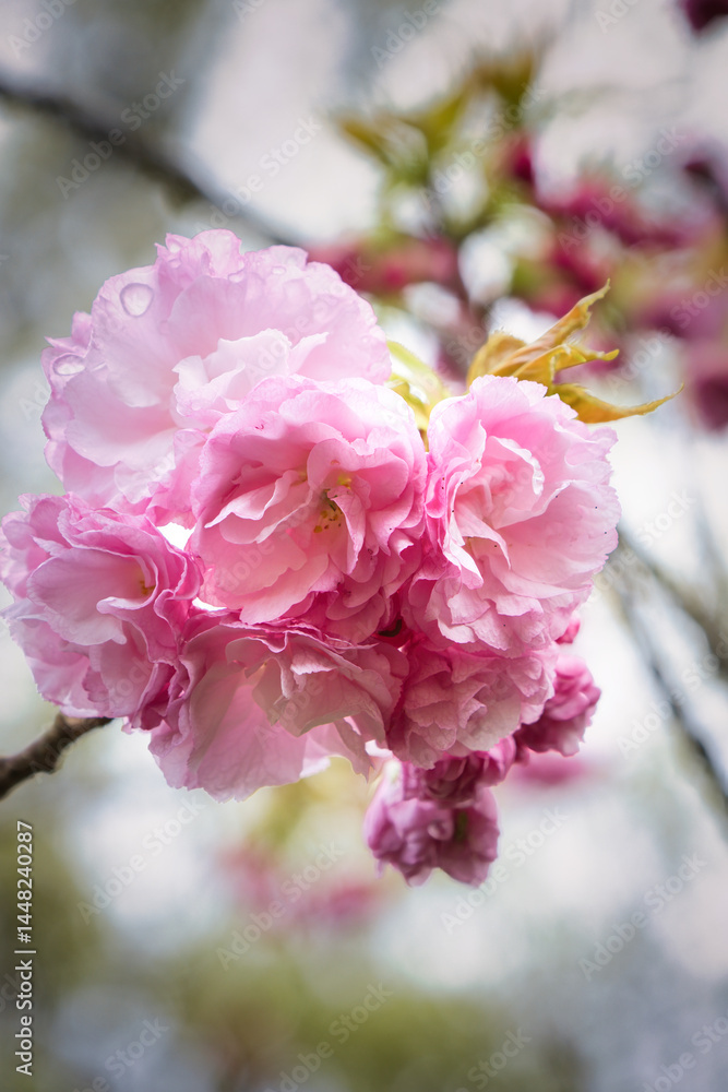 Obraz premium 4月に咲く満開の綺麗なピンクの八重桜