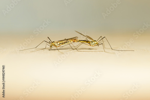 Crane flies mating on smooth surface, symmetrical macro composition