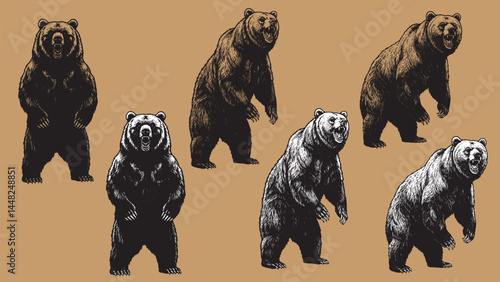 Big standing bear or Grizzly. Hand drawn vector illustration set. Vintage image of a wild animal.