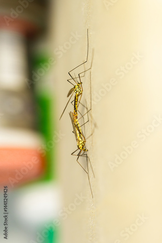 Vertical macro of crane flies mating on a smooth wall surface