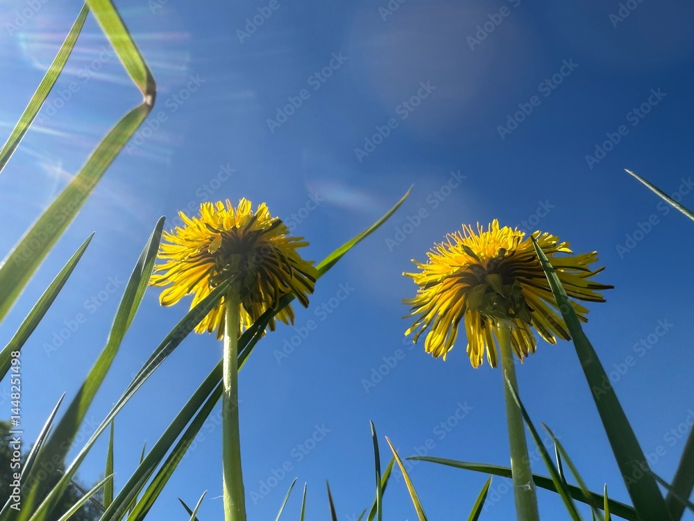Obraz premium dandelion in the grass