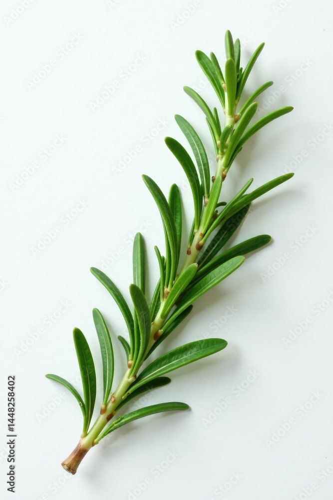 Sprig of fresh rosemary sprigs on a white surface, flowers, plant life, rosemary Sprig of fresh rosemary sprigs on a white surface, flowers, plant life, rosemary