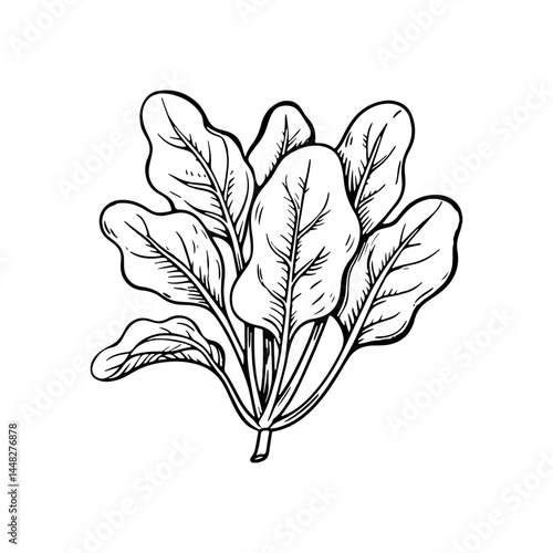 Hand-drawn spinach illustration