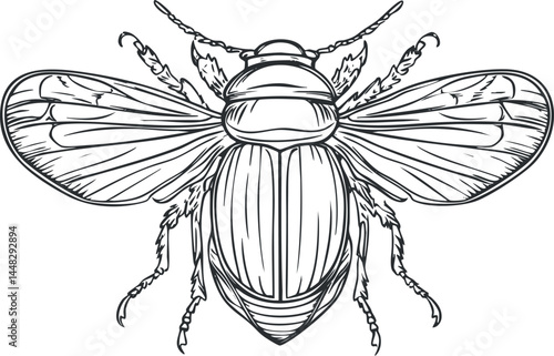 Detailed black and white line drawing illustration of a winged beetle insect with visible legs and antennae