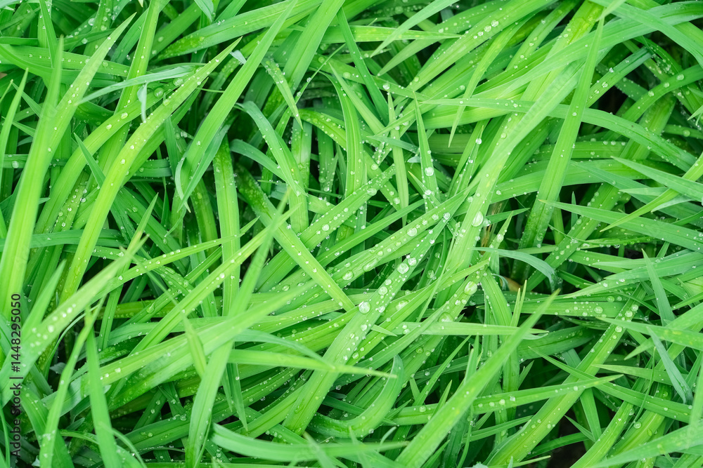 dew on green grass as nature background dew on green grass as nature background