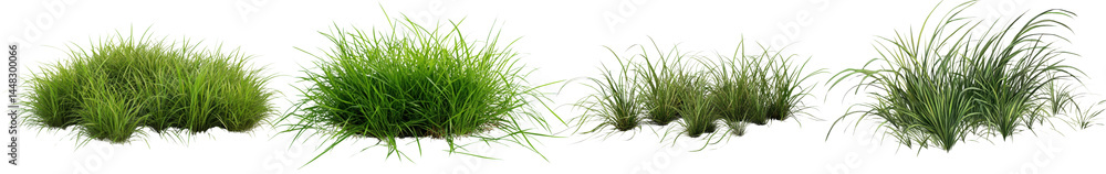 Set of Green Grass Isolated on Clean White Background Set of Green Grass Isolated on Clean White Background