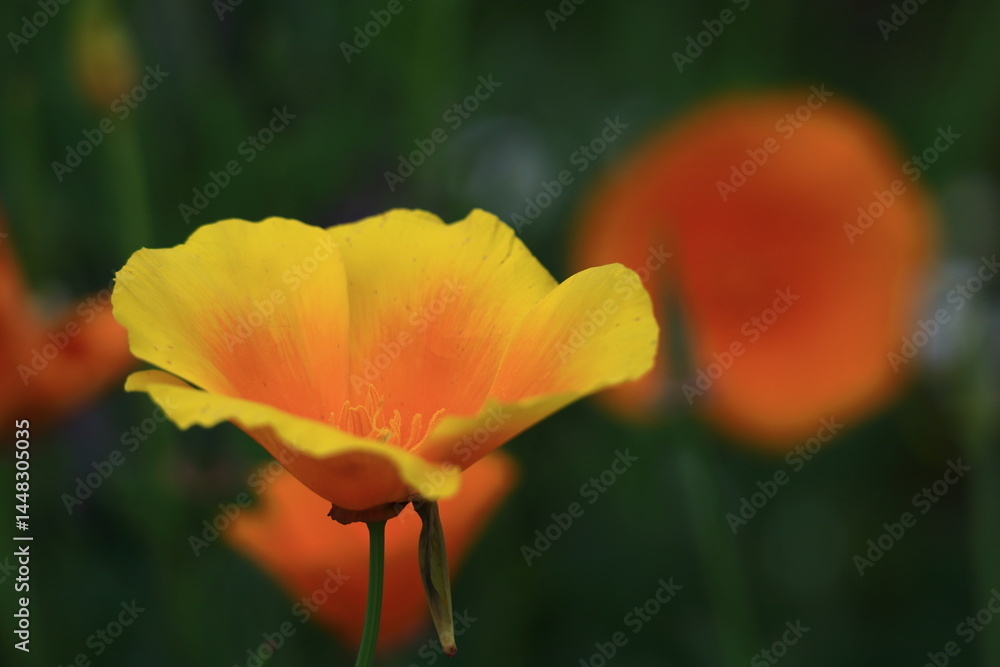 Fototapeta premium 一面の花畑