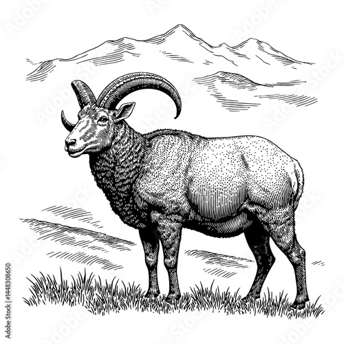 Big Horn Ovis Sheep Standing in the Mountain Landscape Vintage Black and White Outline Line Art Drawing