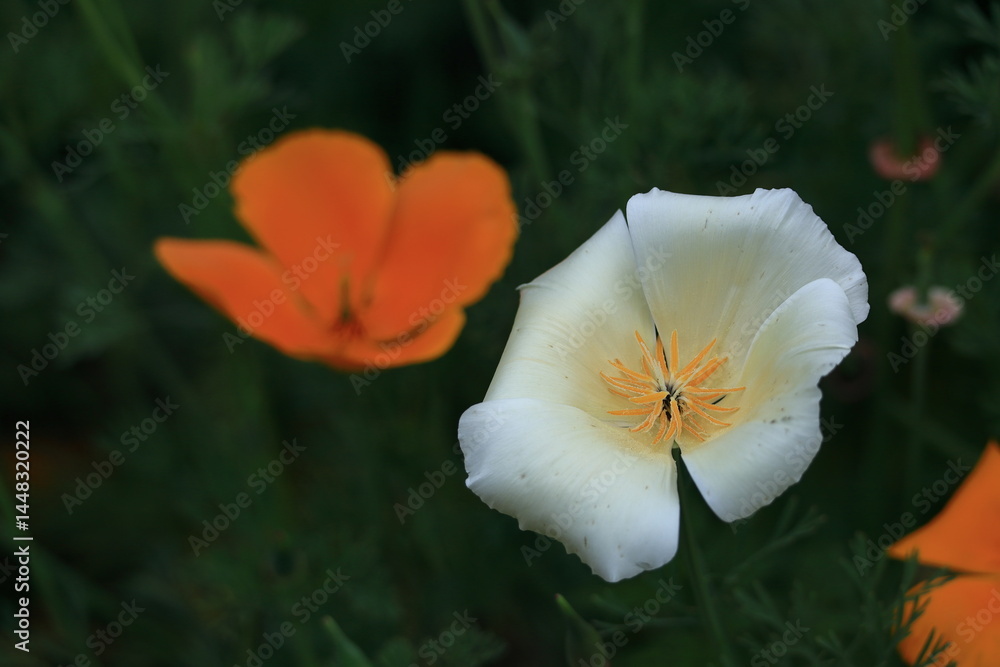 Fototapeta premium 一面の花畑