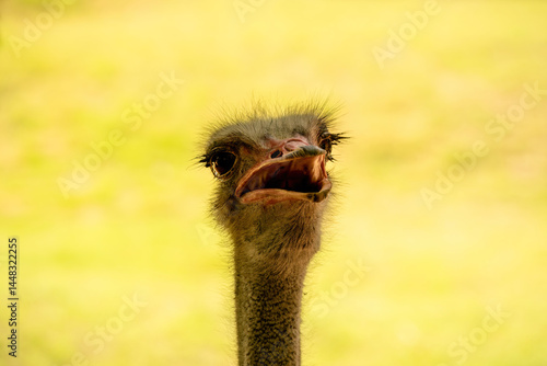 Dramatic close-up of an ostrich face with open beak against a golden-yellow background, showcasing its expressive eyes and bristly feathers.
