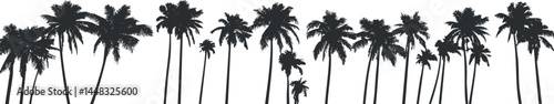 Black silhouette of tall palm trees in a tropical landscape with a white background
