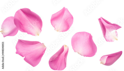 scattered pink rose petals floating naturally on isolated background in romantic floral composition

