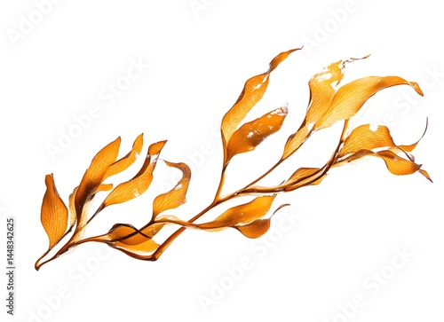 Brown kelp isolated on white background.