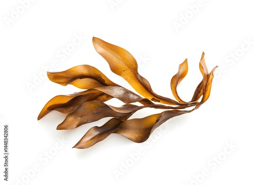 Brown kelp isolated on white background.