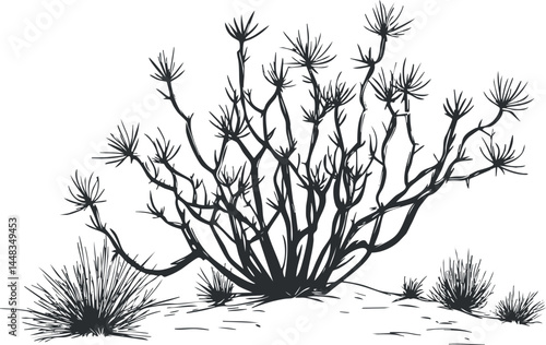 Black and white illustration of a desert shrub with spiky branches and dry landscape background