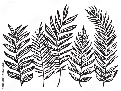 Tableau sur toile areca palm tropical plant line art vector illustration