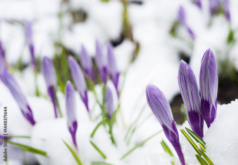 Fototapeta premium Purple crocus flowers pushing through snow, signaling spring's arrival in a vibrant garden filled with beauty and new life, contrasting delicate petals against the cold landscape.