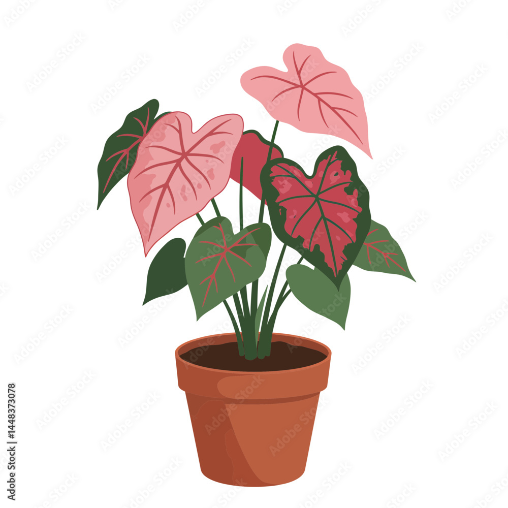 Obraz premium Simple vector of a caladium plant with heart-shaped colorful leaves in a round terracotta pot on white background, concept for interior design, landscaping and gardening projects