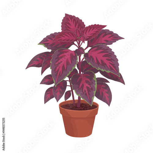 Simple vector illustration of a coleus plant with multicolored leaves in a small terracotta pot, isolated on white; concept for interior design, gardening, and plant-related projects