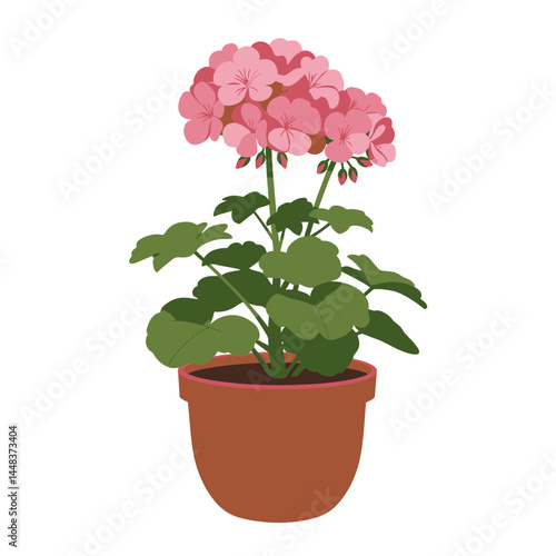 Simple vector illustration of a geranium plant with pink flowers in a terracotta pot on a white background, concept for interior design and gardening projects