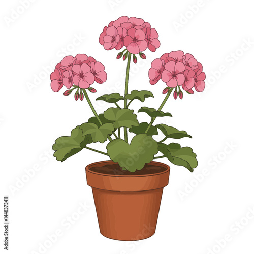 Simple vector illustration of a geranium plant with pink flowers in a brown pot on white background, concept for gardening, landscaping, and interior design