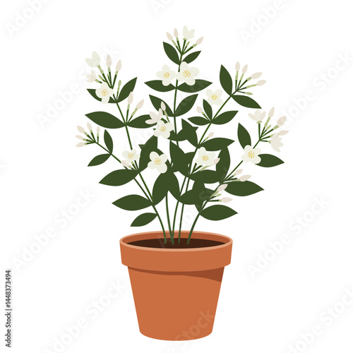 Simple vector illustration of a jasmine plant with white fragrant flowers in a terracotta pot, on a white background; concept for interior design, gardening, and floral arrangement