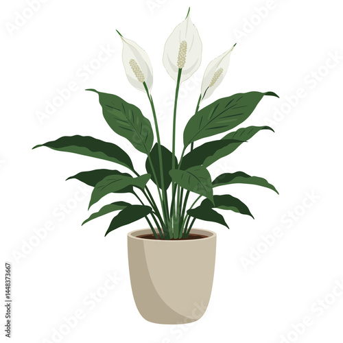 Simple vector illustration of a peace lily in a beige ceramic pot with lush green leaves and elegant white flowers, concept for interior design and home decor