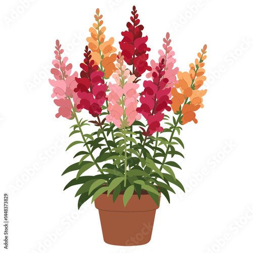 Simple vector of a snapdragon flower plant with tall colorful spikes in a terracotta pot, isolated on white; concept for garden, landscaping, and interior design