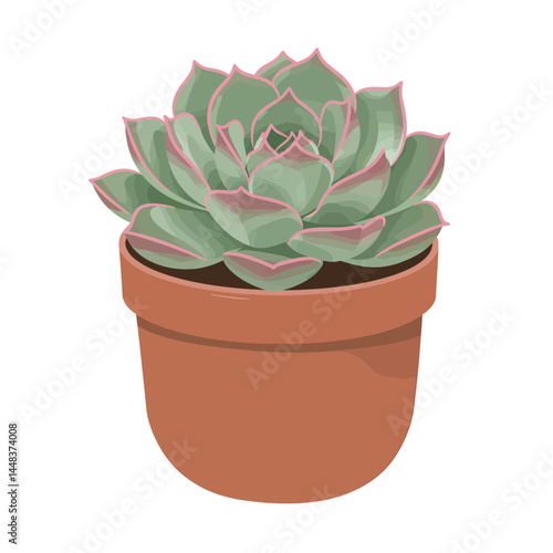 Simple vector illustration of an echeveria succulent in a terracotta pot, rosette shape, on white background, concept for interior design and garden elements