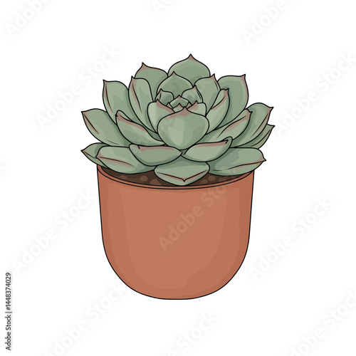 Simple vector illustration of an echeveria succulent in a round terracotta pot, rosette shape, on white background, concept for interior design and gardening projects