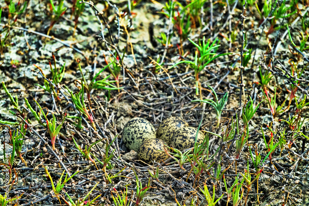 Obraz premium The Lapwing (Vanellus vanellus) nest is made of alkali grass dry stems. Arid salty steppe with Salsola, flat island. Seaside lagoon, north of the Black Sea.