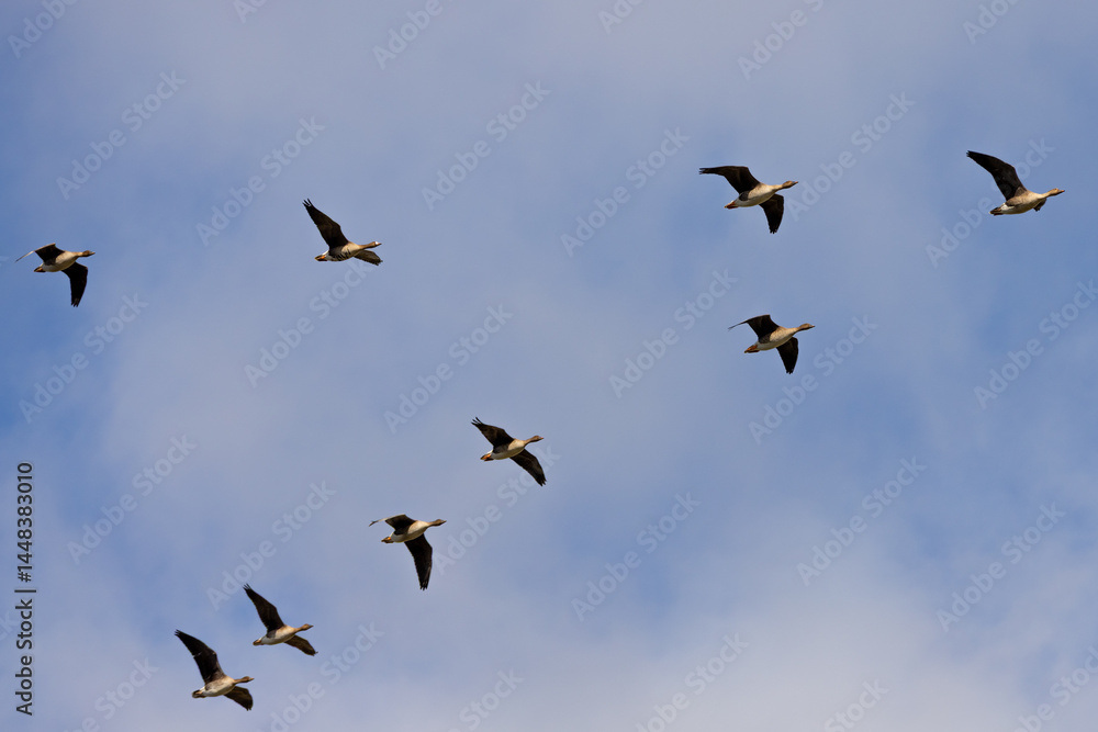 Obraz premium Seven geese in mid-flight scattered across a bright blue sky, captured in natural daylight.