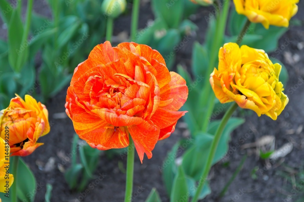 Vibrant orange and yellow tulips in full bloom, creating a beautiful spring scene. Vibrant orange and yellow tulips in full bloom, creating a beautiful spring scene.