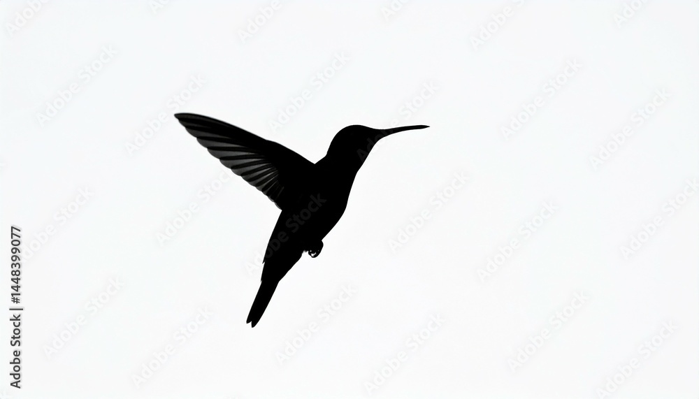 Fototapeta premium Hummingbird Silhouette in Flight Wings Extended