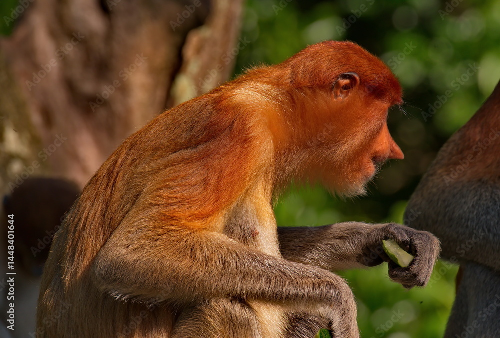 Fototapeta premium East Malaysia. island of Borneo. The name of the monkey langur (monkey family) comes from a word that in Hindi means Long Tail.