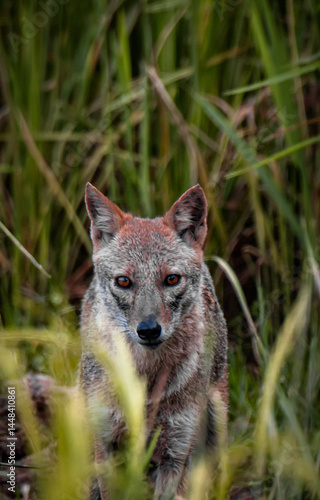 Wild Jackal Emerging Through Tall Grass in Natural Habit