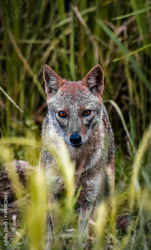 Wild Jackal Emerging Through Tall Grass in Natural Habit