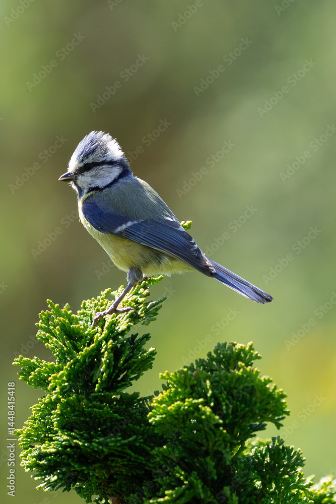 Obraz premium blue tit