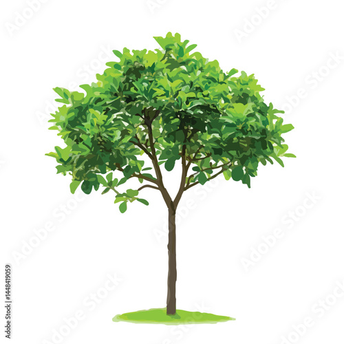 Vector watercolor green tree or forest side view isolated on white background for landscape and architecture drawing,elements for environment or and garden,Shrub for section