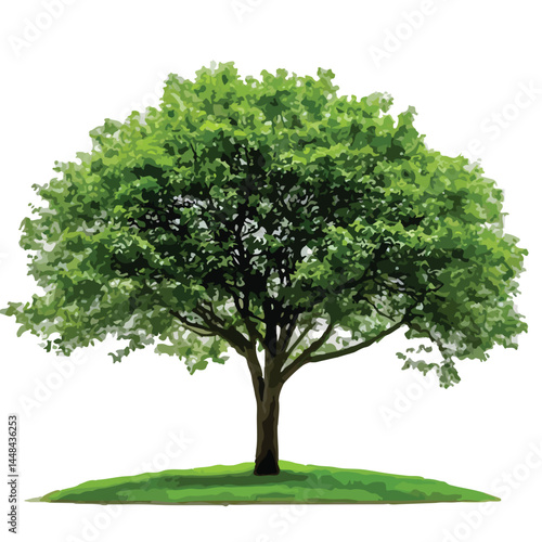 Vector watercolor green tree or forest side view isolated on white background for landscape and architecture drawing,elements for environment or and garden,Shrub for section