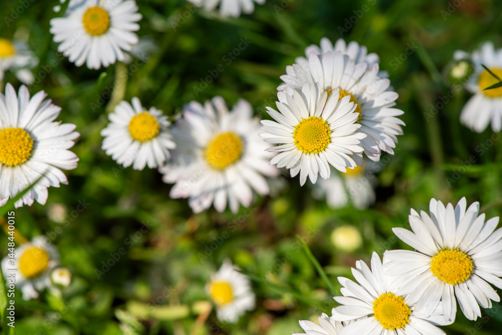 White daisies White daisies