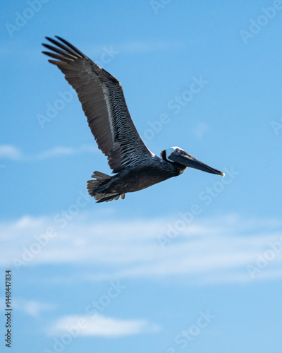 Pelican. Arecibo, Puerto Rico