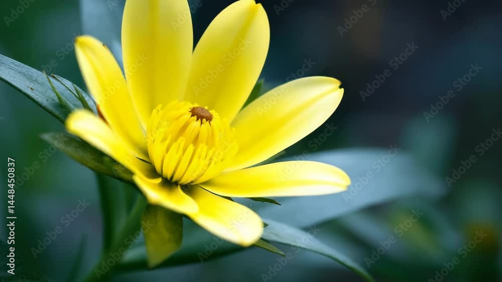 Vibrant yellow flower, luminous, representing joy and vitality, with blurred green leaves Vibrant yellow flower, luminous, representing joy and vitality, with blurred green leaves