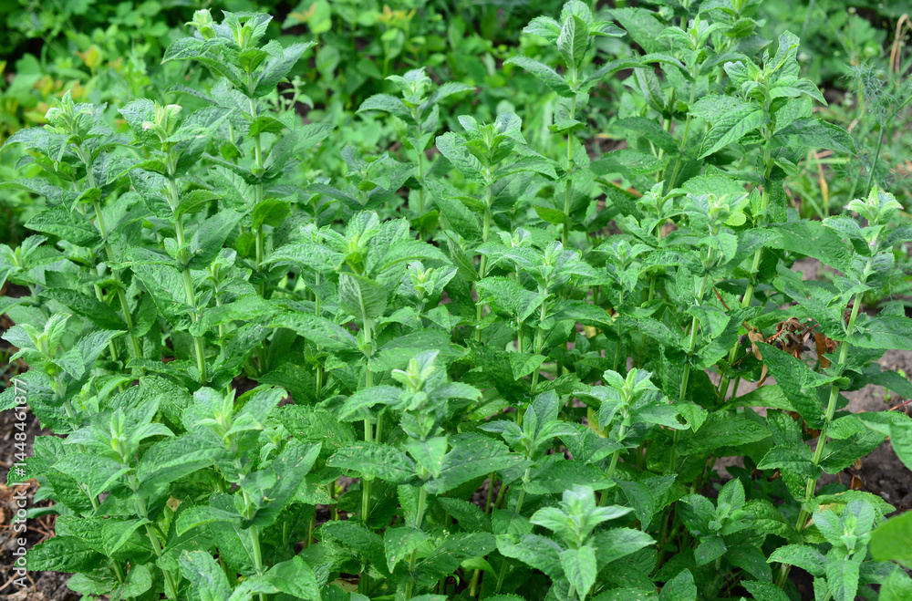 Vibrant Green Mint Plants Growing in a Garden isolated Vibrant Green Mint Plants Growing in a Garden isolated