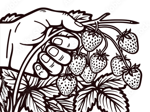 Hand harvesting fresh ripe strawberries in a garden setting.