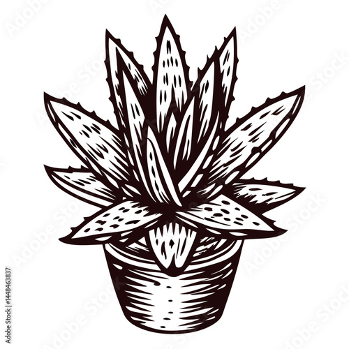 Intricate aloe vera plant sketch in pot detailing texture and form.